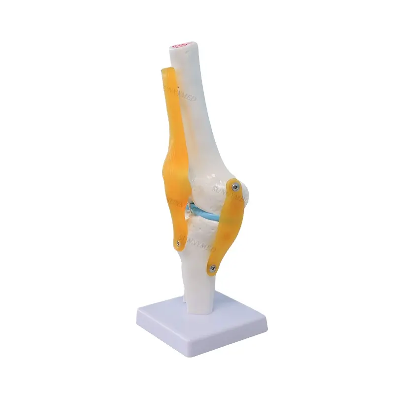 SY-N005 3D funcional de la articulación de la rodilla modelo con fémur tibia y peroné meniscos y rótula