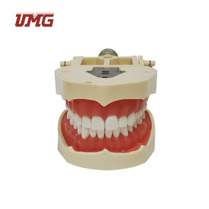 Learning Resources Standard Dental <strong>Tooth</strong> Model - Product Image 4
