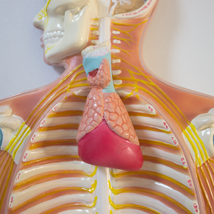 مواد SMM104 بشرية للحيوانات الأليفة لتدريس معدات الأعصاب المركزية في الدماغ والحبل الشوكي والجهاز العصبي العلوم الطبية - Product Image 6