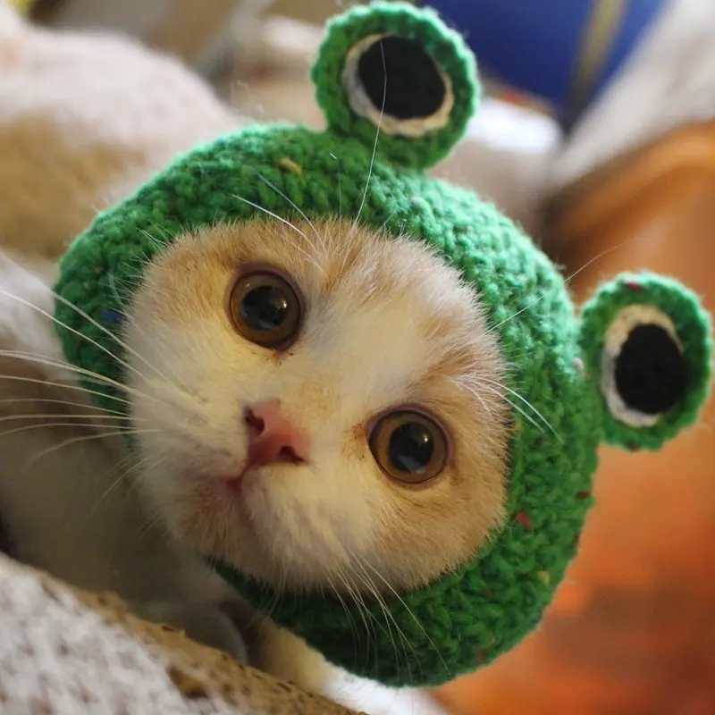 Petticute — Crochet tricoté à la main en forme de grenouille, accessoire vestimentaire à la mode, chapeau chaton, chien/chat