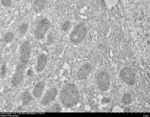 Labor reagenz IEM Spezielle Fixier lösung Chemische Reagenzien Produkt - Product Image 3