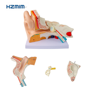 Okullarda ve hastanelerde tıp bilimleri eğitimi için orta kulak için anatomik PVC modeli - Product Image 6
