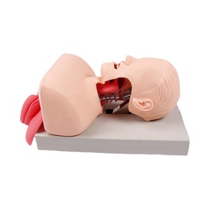 Advanced <strong>Human</strong> Tracheal Intubation Training Model for Medical Education Training - Product Image 1