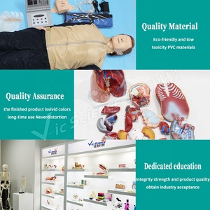 <strong>Human</strong> Body Anatomy Model 3x Life-size <strong>3</strong>-part <strong>Human</strong> Heart Anatomy Model <strong>Human</strong> Body Model - Product Image 6