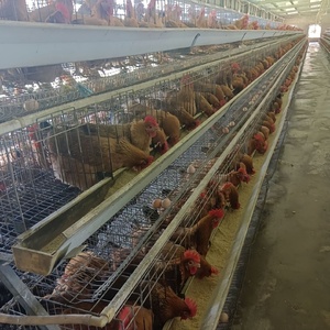 3層と4層のH型鶏飼育用ケージに使用される動物用ケージ農場および小売業向け - Product Image 5