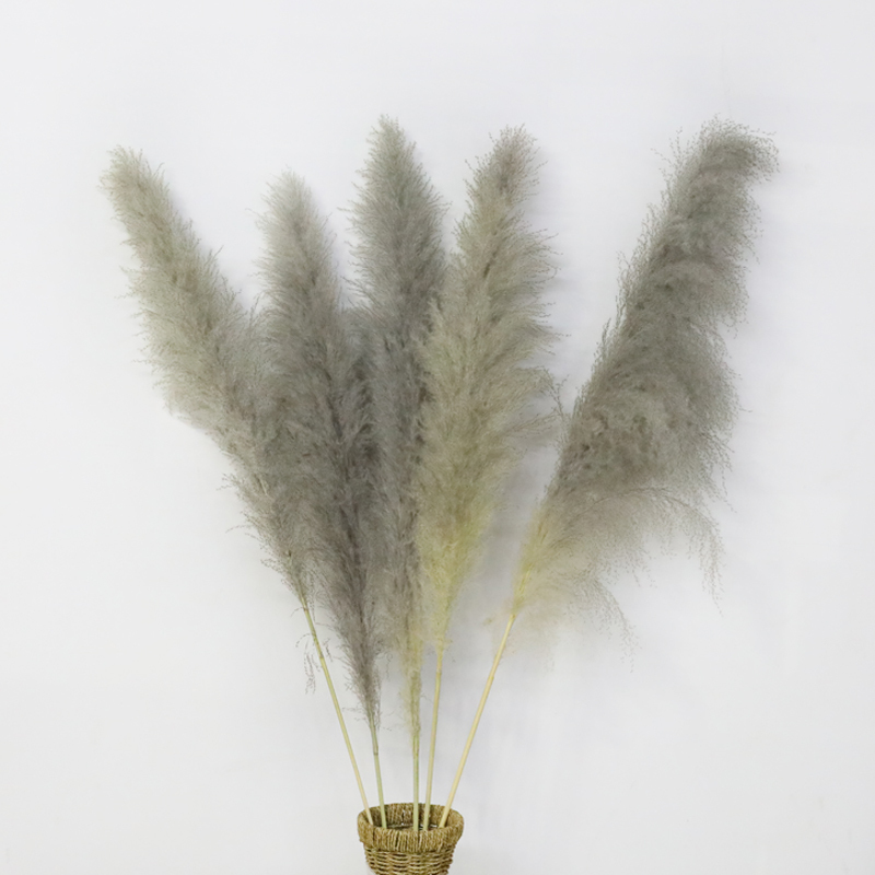 70-90cm grey plume pampas