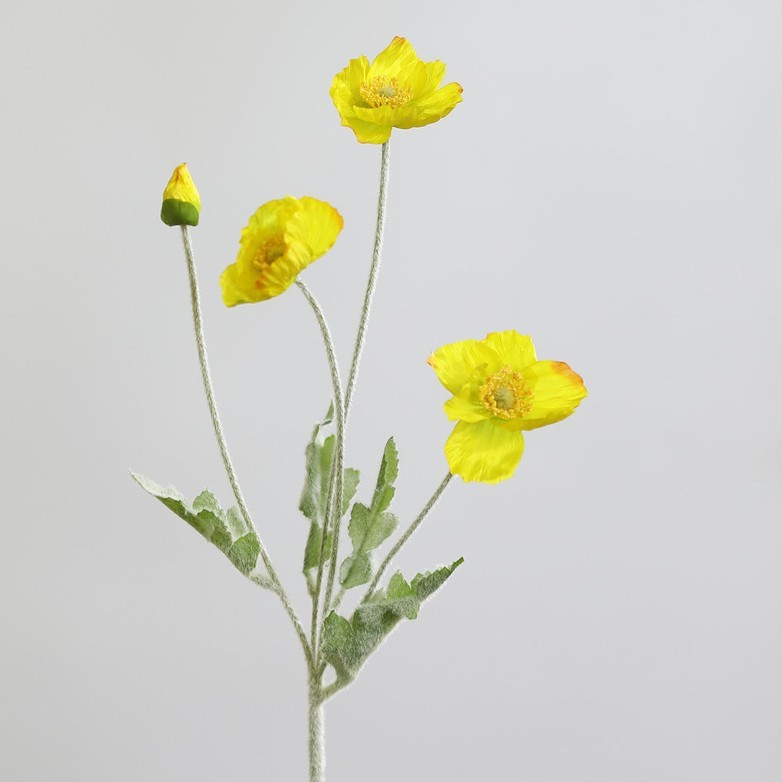 Giallo