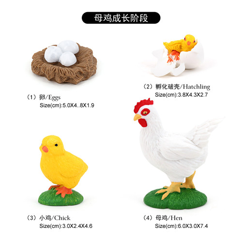 2414 Cycle de vie du poulet
