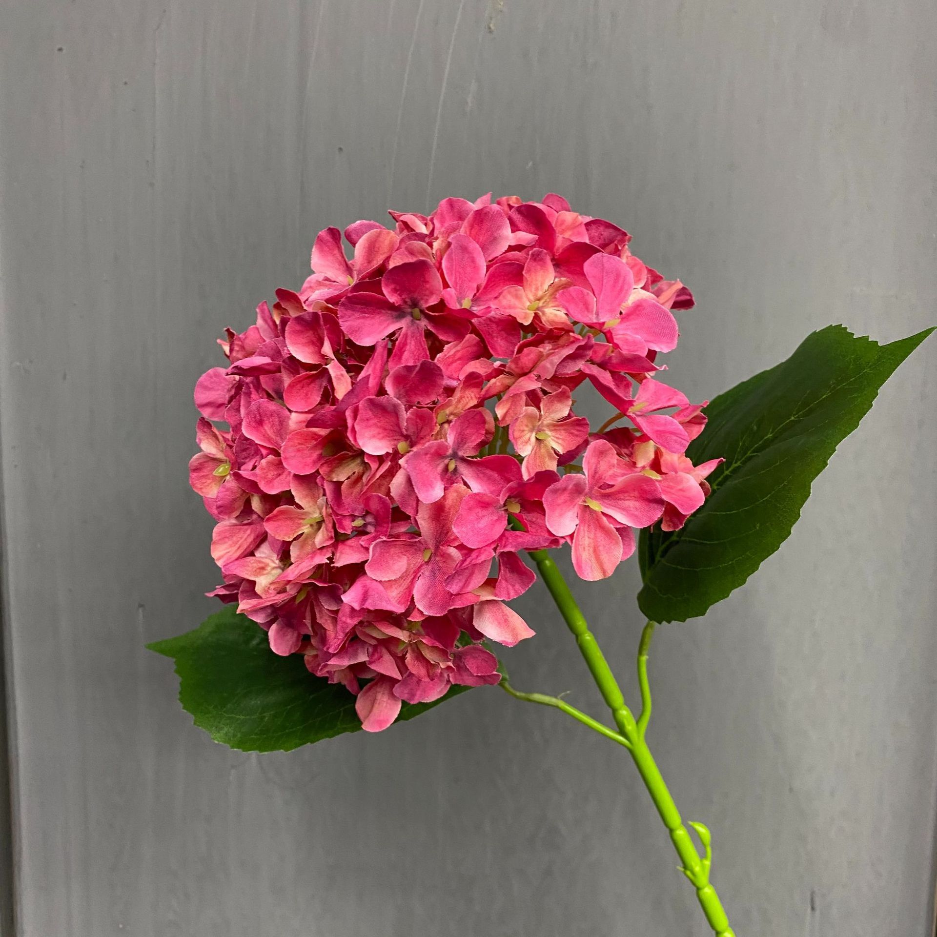 Anna hydrangea