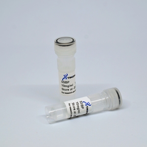 Tinzyme SSBP,T4 <strong>Gene</strong> 32 Protein,5mg/ml,Increase Yield and Processivity Specificity in PCR and RT-PCR - Product Image 5