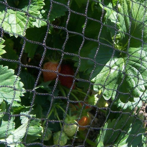 Three Twisted Knotted HDPE <strong>square</strong> Mesh Anti-bird <strong>Net</strong> with UV Stabilized - Product Image 4