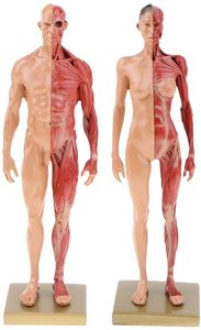 30CM Masculino e Feminino Resina Anatomia Anatômica Humana Crânio Cabeça Corpo Modelo Humano 3d Artes Estrutura Diagrama - Product Image 2