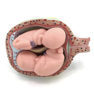KyrenMed 8PCS Set <strong>Fetus</strong> Development Model Embryonic Fetal Development Model <strong>Human</strong> Pregnancy Embryo Formation Process Model - Product Image 5