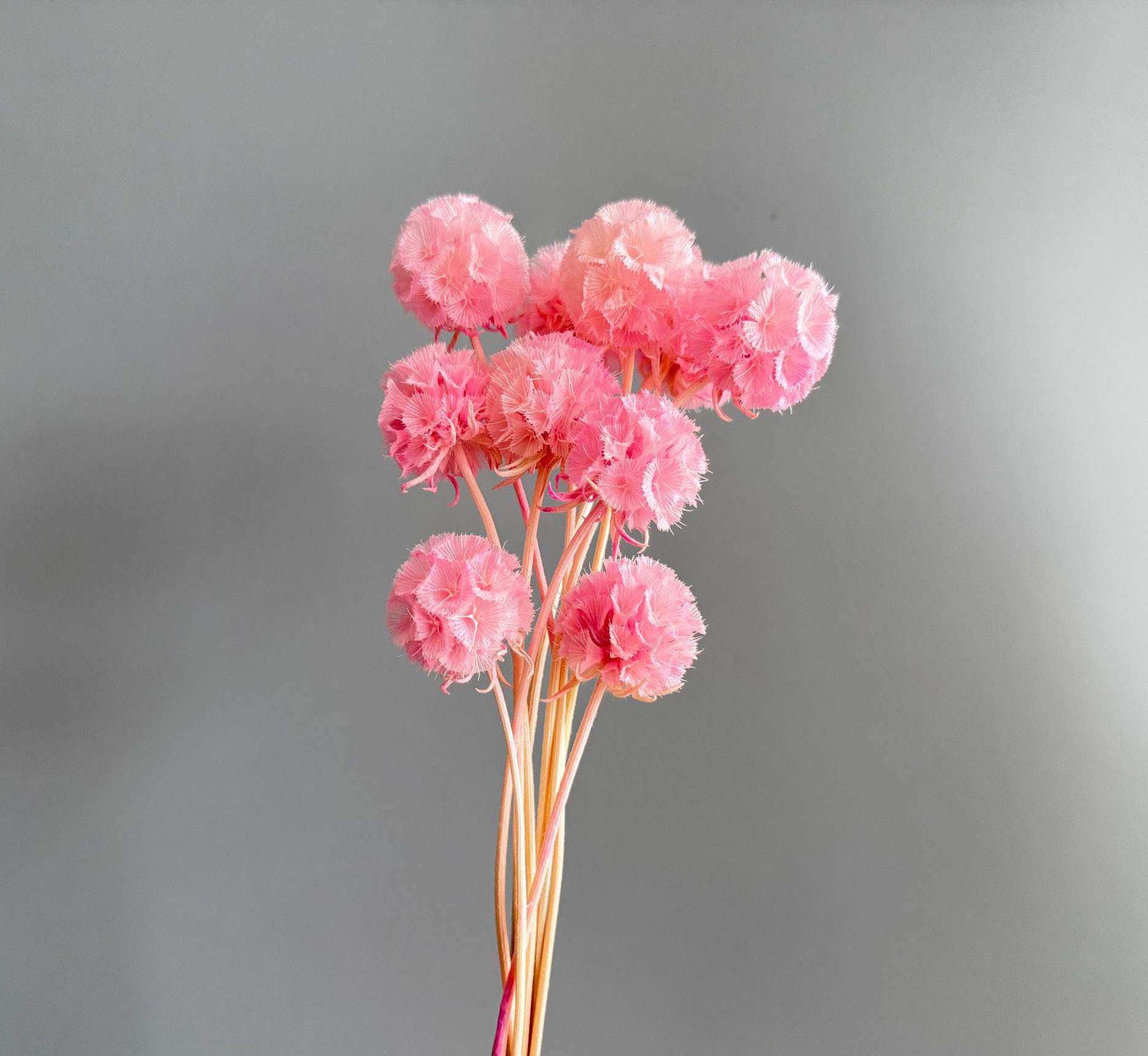 สีชมพู