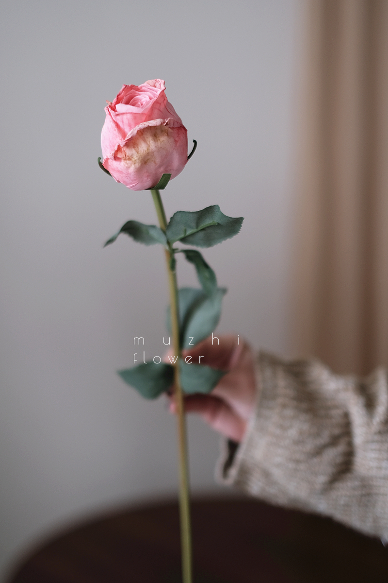 สีชมพู