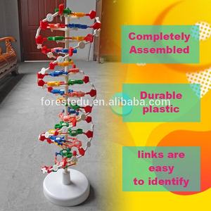 Modelo de biología Modelo de estructura de ADN Estructura de doble hélice Modelo de Educación de Ciencias Médicas - Product Image 2