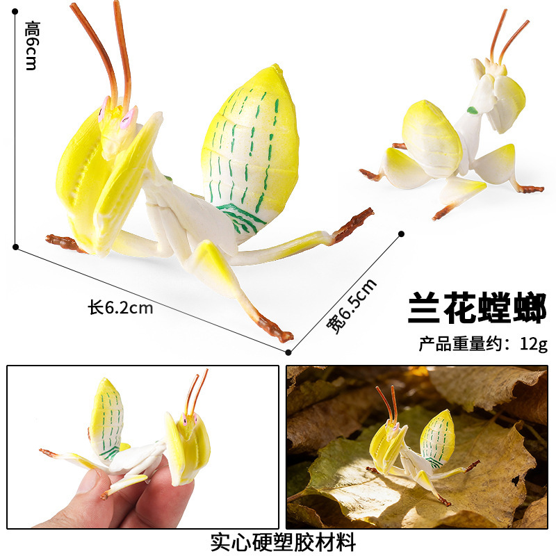 coloré M-3244 Orchid Mantis jaune