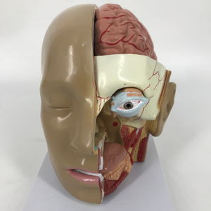 Testa con il modello del cervello - Product Image 1