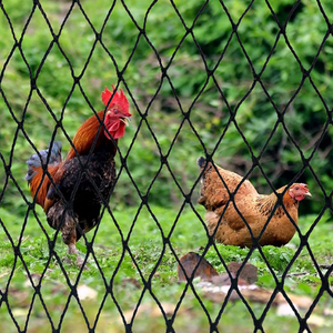 Malla de poliéster resistente para jardín, Red de aves de corral y ciervos con malla cuadrada de 2 pulgadas para techo de gallinero, arbustos de árboles frutales - Product Image 4