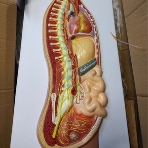 İnsan otonom sinir sistemi kabartma modeli tıbbi siniroloji öğretimi için PVC sempatik sinir anatomisi modeli - Product Image 4