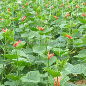 Malla para enrejados al cultivar, enrejados, tomates y verduras como pepinos, melones, pinzas para enredaderas - Product Image 3