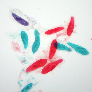 Suministro educativo directo de fábrica Paramecium W. M. Portaobjetos preparados para microscopio individual - Product Image 3