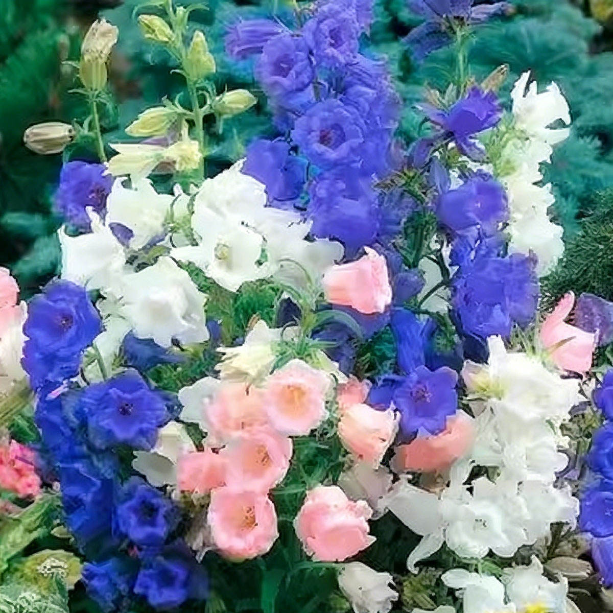 Four-color single-petal mixed color