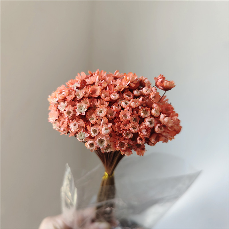 50 stems - light red-orange