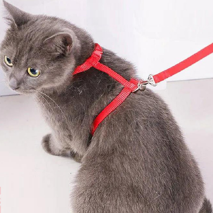 1,2 mètres de corde rouge ordinaire en forme de T