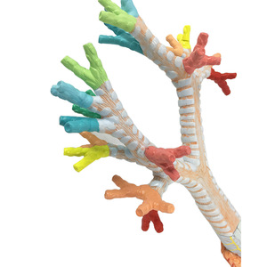 <strong>Human</strong> Larynx and Tracheobronchial Tree Model Laryngeal Anatomy Model Lung Broncholaryngoscope Demonstration Model - Product Image 5