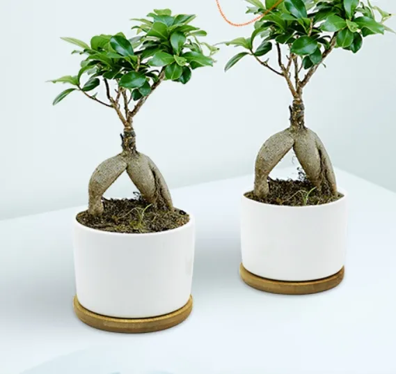 Pot bunga silinder Modern Pot bunga sublimasi Pot putih bulat kustom dengan lubang drainase dan nampan bambu