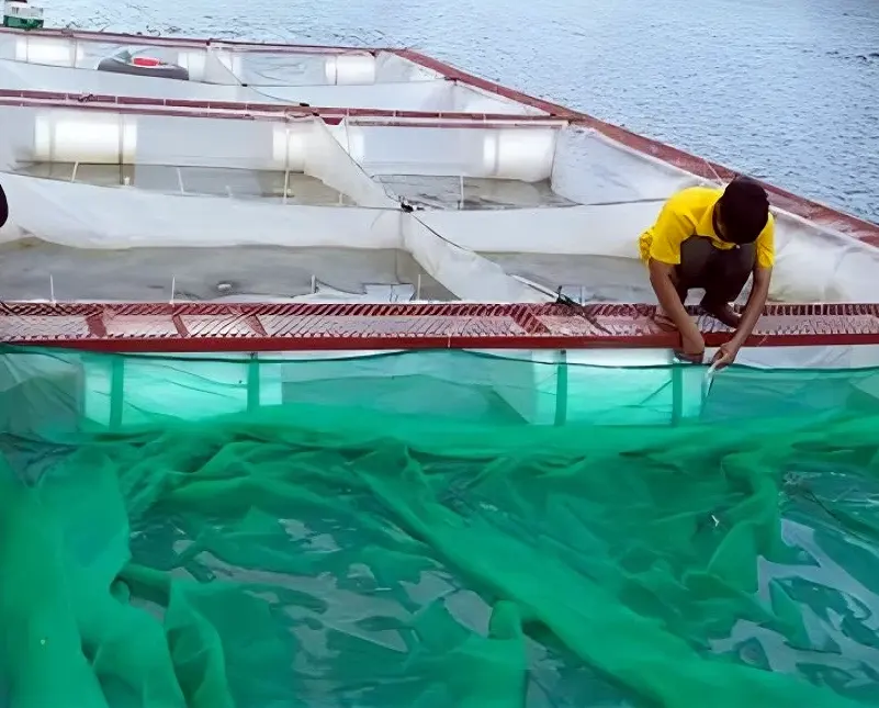 Jaula de acuicultura Tilapia flotante Jaula para piscicultura Jaulas de redes Trampa para peces en alta mar y Lago HDPE Acero inoxidable Resistente al azul