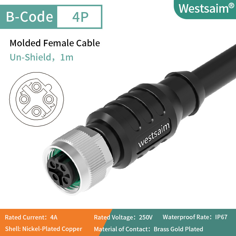 Droite femelle M12-B-4