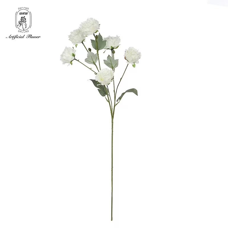 6 têtes blanches