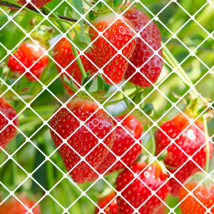 Farm Orchard Fruit Tree Bush Mango Cherry Tree Grape Vine Fruit Tree Protection 25mm*25mm Mesh Size White Anti <strong>Bird</strong> Net