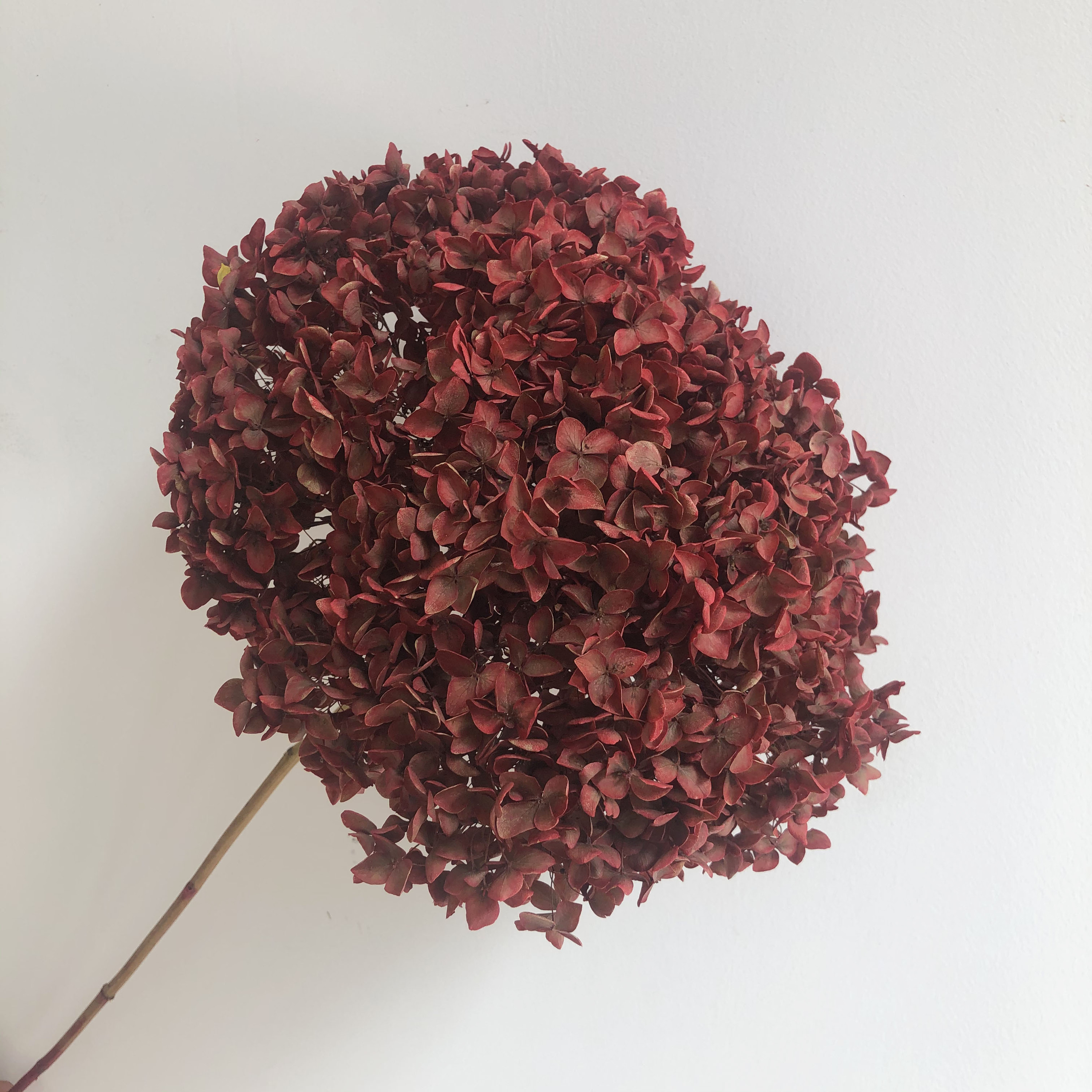 absorbing dark red