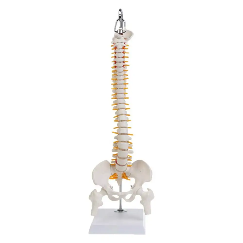 Gel sonlab flexível HSBM-445 45cm, coluna vertebral lombar, curva, modelo anatômico, coluna vertebral, ferramenta de ensino de medicina
