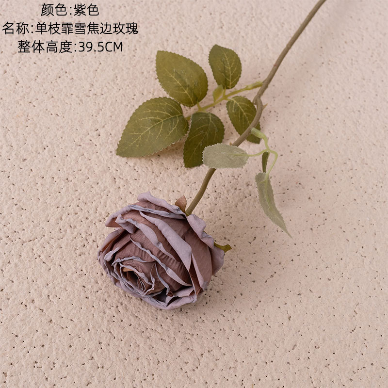 Pourpre