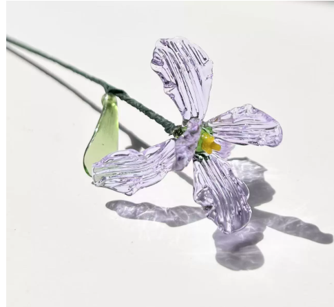 Viola