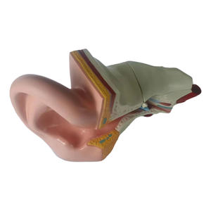 Tıbbi öğretim kaynağı plastik 4 parça gerçekçi dış orta iç büyük kulak anatomik modeli insan organını incelemek için - Product Image 4