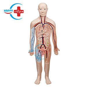 แบบจำลองกายวิภาคของมนุษย์ HC-S235การสอนการไหลเวียนโลหิตแบบจำลองระบบไหลเวียนโลหิตแบบจำลองกายวิภาคของหัวใจและหลอดเลือด