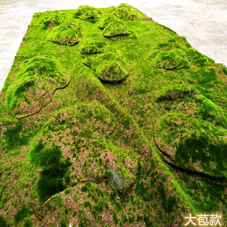 Grand bractée - Pas de plantation - 11m