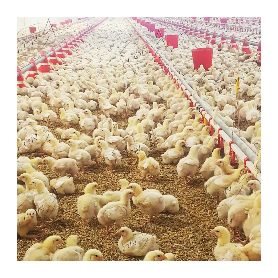 Attrezzature per macchine per polli da carne di Design moderno di alta qualità agricole utilizzate nella fattoria prefabbricata