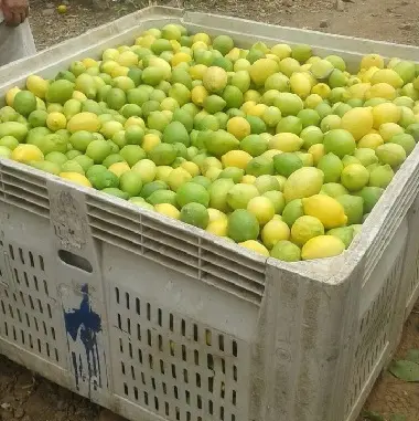 فاكهة الليمون/الليمون الأصفر/الليمون الأخضر