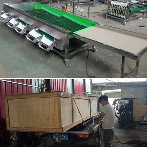 <strong>Automation</strong> Sort by Size Fruit Blueberry Grading <strong>Machine</strong> Fruit <strong>Sorting</strong> <strong>Machine</strong> - Product Image 6