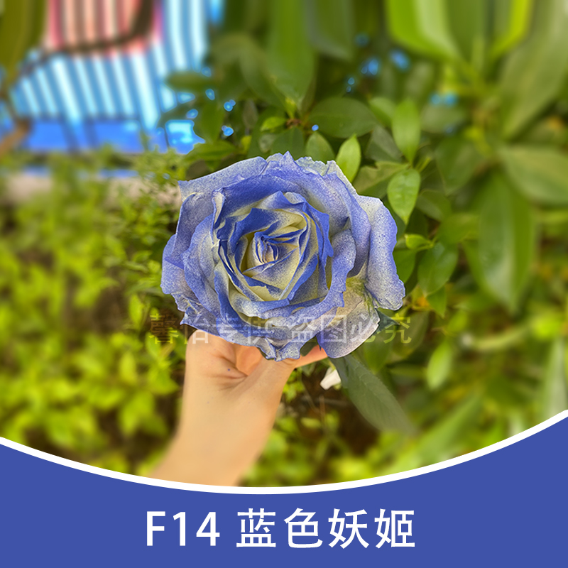 F14 Blue enchantress