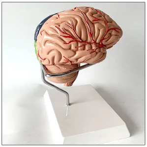 Scienza medica modello di cervello umano funzione di divisione del colore differenziazione struttura del cervello modello di anatomia vascolare - Product Image 5