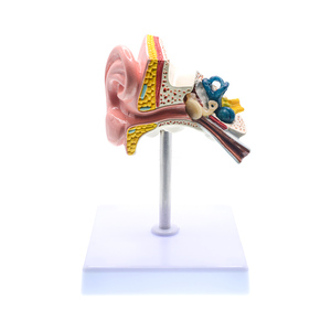 Baz ile 1.5 ve 1.0 kez insan kulak anatomisi modeli-profesyonel PVC dış orta iç kulak yapısı simülasyon modeli - Product Image 4