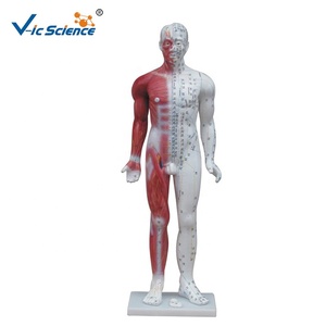 Deluxe akupunktur modeli 84cm akupunktur modeli insan vücudu - Product Image 1