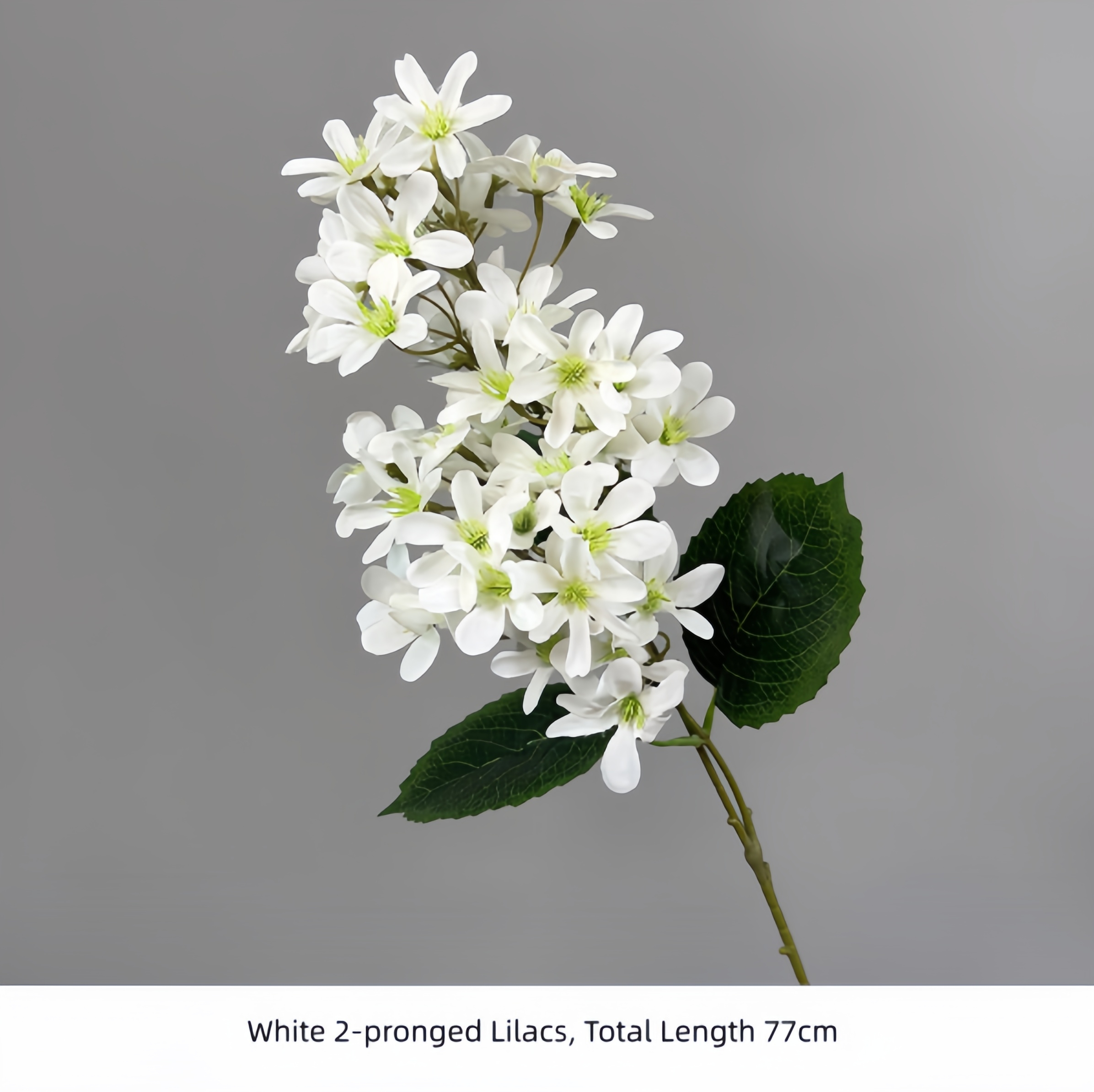 Lilas blancs à deux branches